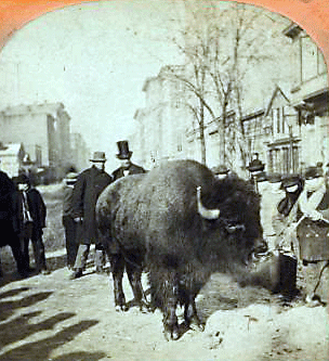 Reaching for the Out of Reach 18: A buffalo causes a stir in the streets of Chicago, circa 1890. [ more from this project (nypl permalink) ]