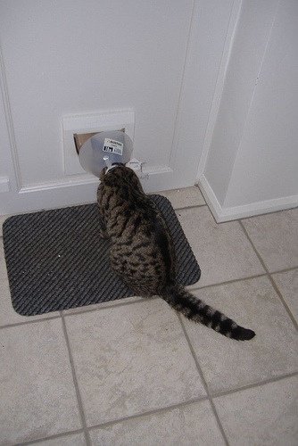 It’s as if some sort of invisible force-field is preventing me from getting through the cat flap. (via Charlie_Anne)