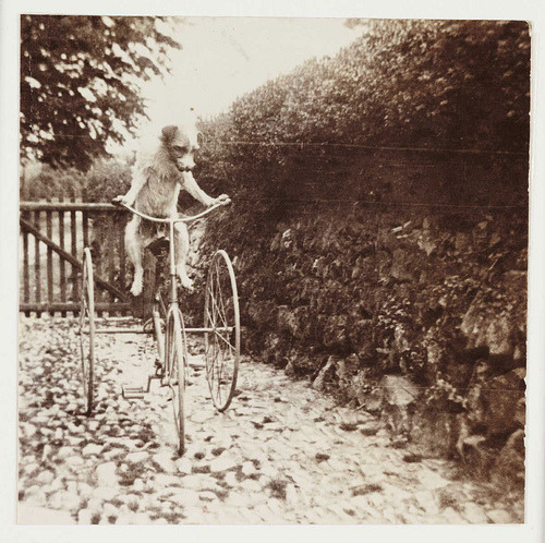 old timey dog tricyclist