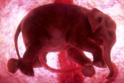 3d baby images in the womb. Baby elephant in the womb! (via @tokyodayori) This is from a National 