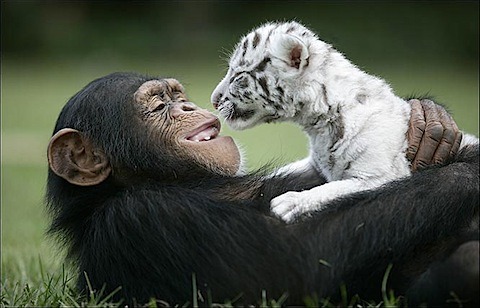 baby animals in love. cue aby voices