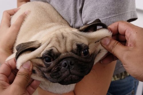 funny pug pictures. Tags: pug stretch face funny