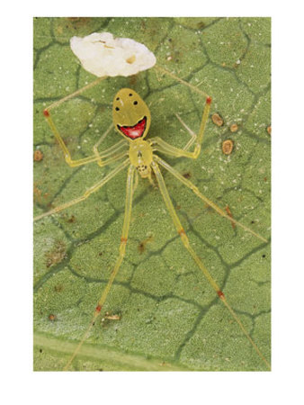 Happy Face Spider. Hawaii,science question how much does may researchers 