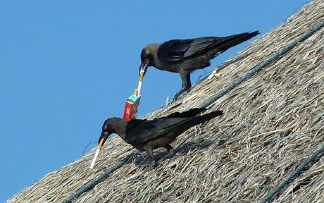 Crows take a cigarette break - Telegraph