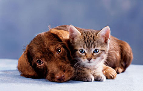 pics of kittens and puppies. Kitten and Puppy, BFFs