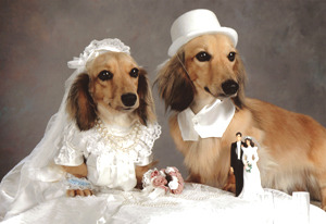 Dogs Wedding
