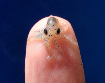 starlingivy:

D’AWWW
ajourneyroundmyskull:

littleorphanammo:solfey:alijk007:fuckyeahoctopi:Baby octopus.(via crispina)