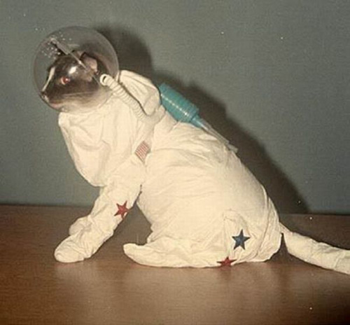 i am an astronaut. i live in space. i have a space cat. she wears a space 