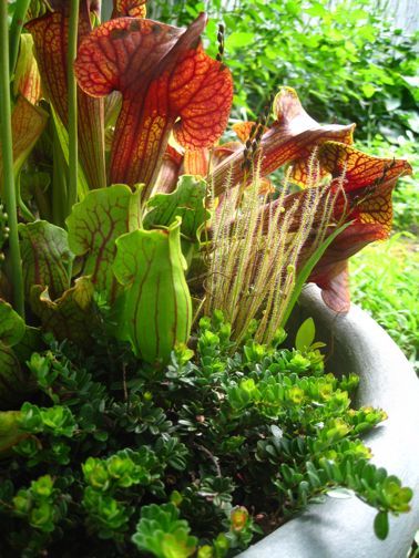  
Morbid Anatomy: Epic Carnivorous Plant Container Bog For Sale, This Thursday, August 5th, at Lord Whimsyfs gNature as Miniaturisth Lecture at Observatory