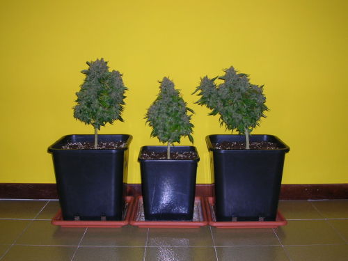 ak 47 weed. Tags: weed buds plants ak47