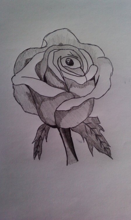 black and white rose drawing. My Rose. I love it.