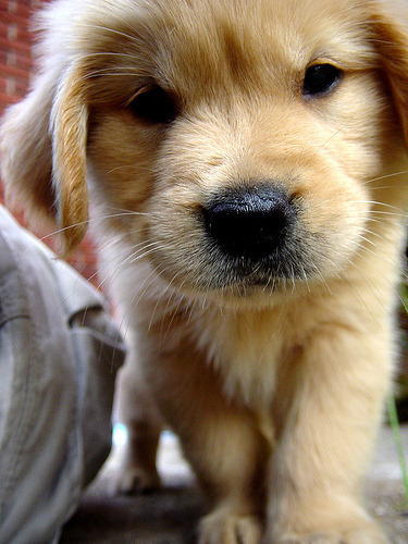golden retriever puppy cute. I just looked up cute puppies,