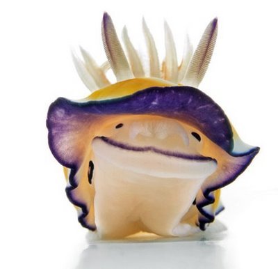 Pictures Of Nudibranch - Free Nudibranch pictures 
