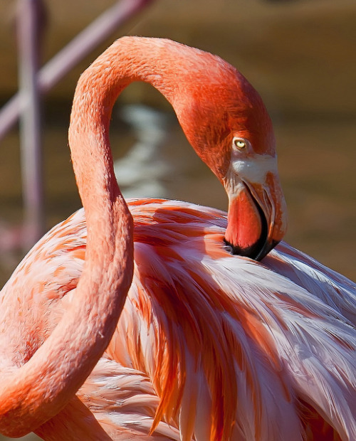 flamingo (by RCC Photnauts)