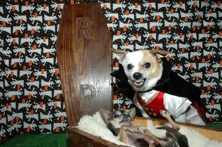 funny pictures of dogs in costumes. Tags: dogvampirecostume