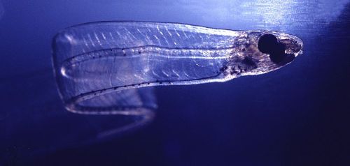 Larva di anguilla. 

Tutte le anguille che vediamo sono nate nel mar dei Sargassi, che è l&#8217;unico punto noto dove avviene la riproduzione di questa specie. La migrazione degli esemplari sessualmente maturi inizia dalle acque dolci o salmastre dove questi pesci risiedono, in autunno. L&#8217;istinto riproduttivo è talmente forte che le anguille che vivono in laghi o stagni chiusi non esitano ad uscire dall&#8217;acqua ed a raggiungere il fiume o il mare strisciando come serpenti, questo avviene durante la notte, soprattutto in condizioni di pioggia (che consente ai pesci in migrazione di evitare la disidratazione) e di assenza di luna (dato il carattere lucifugo della specie). In mare subiscono notevoli variazioni come l&#8217;aumento di dimensioni degli occhi (si suppone che la migrazione avvenga ad alte profondità, dove la luce è poca) e la degenerazione dell&#8217;apparato digerente (l&#8217;anguilla in migrazione smette di nutrirsi). Attraverso itinerari poco noti questi pesci, che non sono di certo forti nuotatori, raggiungono l&#8217;area dell&#8217;Oceano Atlantico  in cui avviene la deposizione, effettuata la quale muoiono. Alla schiusa dell&#8217;uovo il giovane (che ha una caratteristica forma fogliforme e che prende il nome di leptocefalo) fa il medesimo percorso fatto dalla madre per tornare in Europa  nell&#8217;esatto luogo da dove essa proveniva, impiegando circa 3 anni per effettuare tutto il viaggio ed arrivando allo stadio di &#8220;ceca&#8221;.
via wikipedia