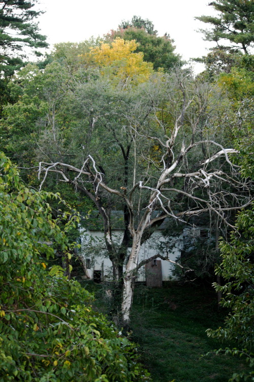 creepy trees at night. Creepy tree, Asheville, NC