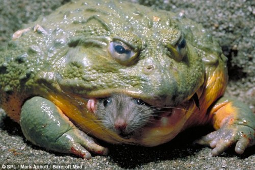 Right, whofs next? Evil-looking giant frog pictured eating tiny rodent alive | Crystal Kiss - Strange News and morec
