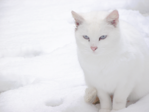 cat in the snow. My cat loves the snow!
