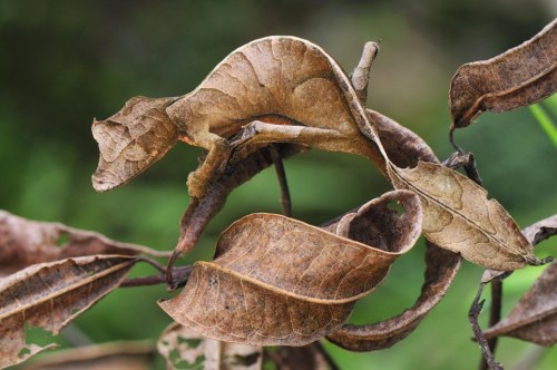 satanic leaf tailed gecko. Satanic leaf-tailed geckos can