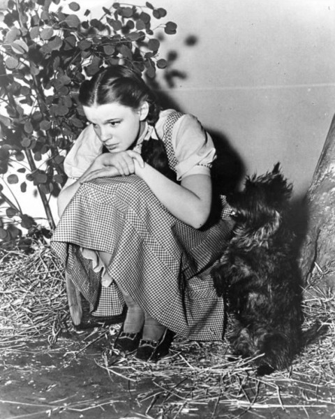tattooed-disney-princess: mothgirlwings: Judy Garland and Toto on the set of