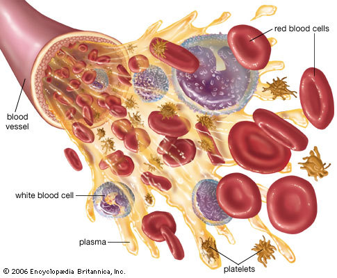 Components of blood.