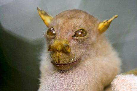 This newly discovered bat was