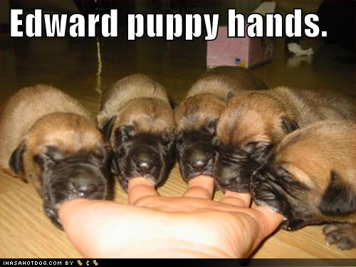 picks of puppies. cute puppies and dogs. pics