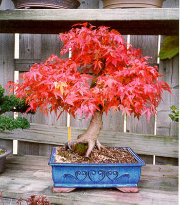 red japanese maple bonsai. Red Japanese Maple Bonsai Tree