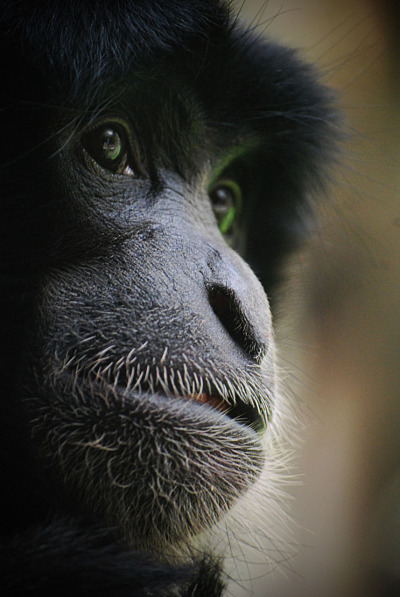 Siamang, taken at Auckland Zoo 2010.
photographed by letusbe-lovely