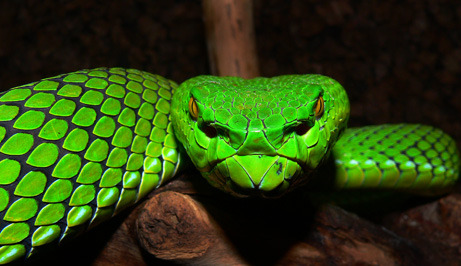 Thread: Snake Id Please - Its a snake from china, green