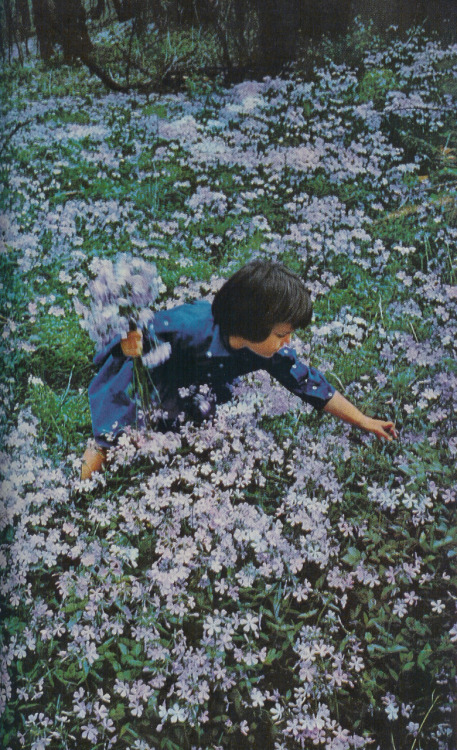 A girl in a field of meadow phlox, Washington, D.C., 1960