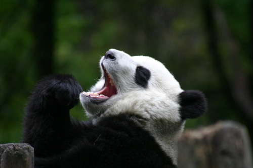 miss you panda. I miss you panda! (via magalomania)