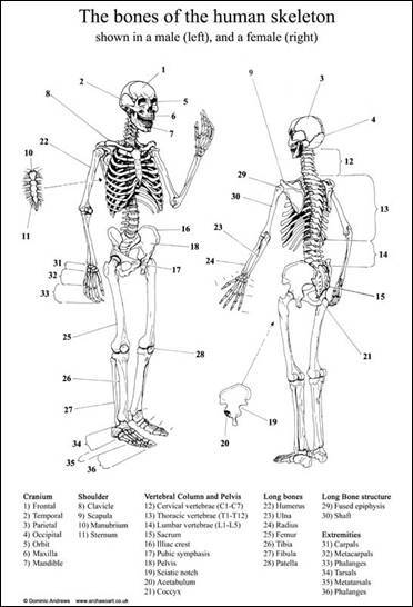 diagrams of human body. printable human body