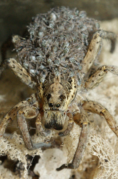 A female wolf spider carrying