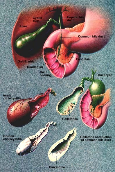 gallbladder anatomy. thethe gallbladder anatomy