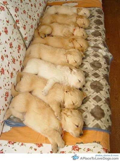 golden retriever puppies sleeping. 8 adorable Golden Retriever