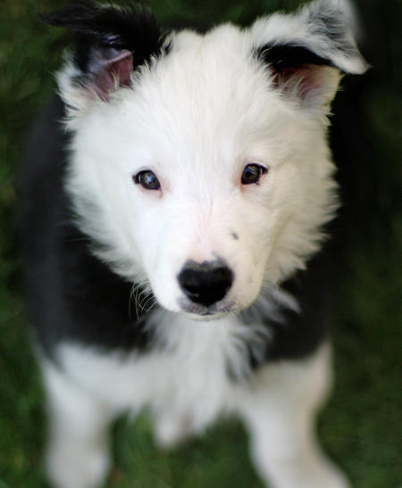 border collie puppies. Tagged as: order collie.