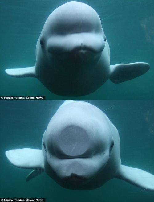 cute beluga whale pictures. Juno the eluga whale squashes