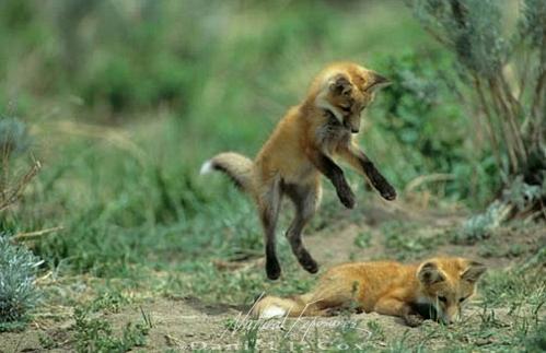 red fox jumping. weheartanimalsblog: Red Fox