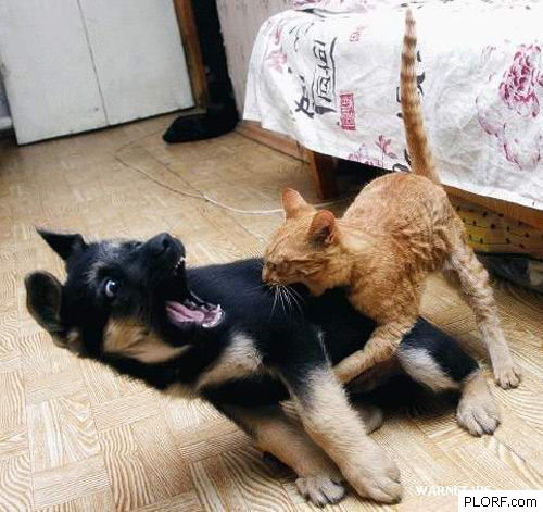 puppies pictures funny. Tagged: puppy, kitty, cat,