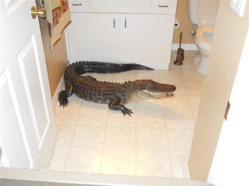 (via Alligator invites himself into Palmetto home)