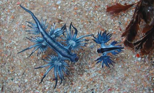 blue sea slug. Blue sea slug or Blue