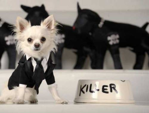 funny dogs dressed up. (via Funny Dressed Up Dogs