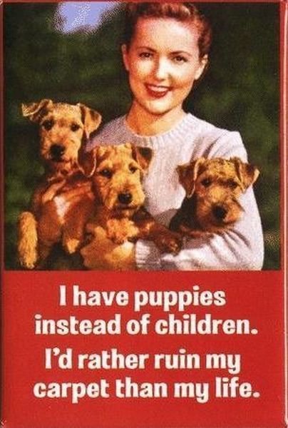 airedale terrier puppies. Airedale Terrier puppies.