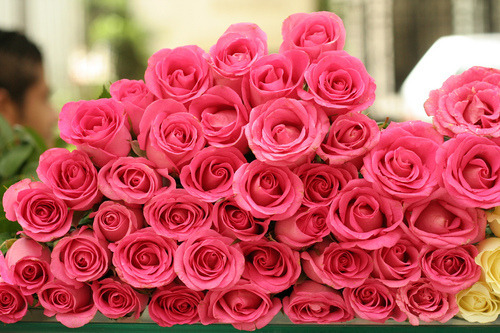 f u c k y e a h g i r l y (roses,pink roses,flowers)