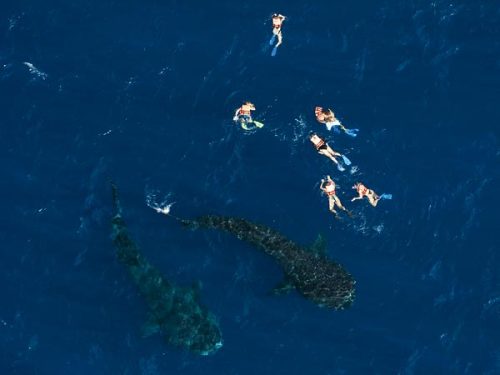 photojojo:

Snorkelers swim with Whale Sharks off the coast of Mexico’s Yucatan Peninsula.
Biggest Whale Shark Swarm Found