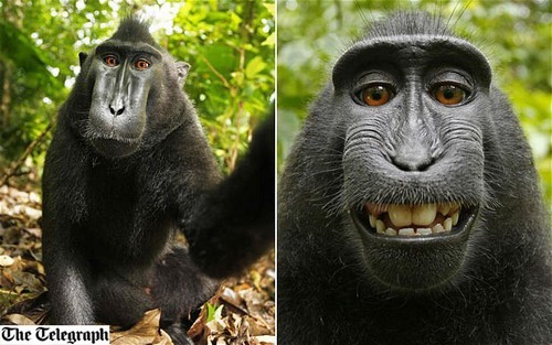
Macaco rouba câmera e tira fotos dele mesmo

Mais fotogênico que eu …

