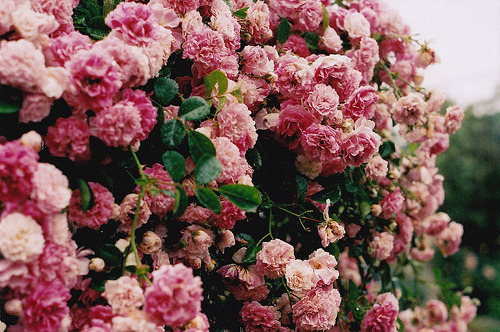 rosas roses tumblr picture