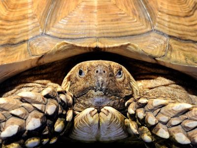 lickypickystickyfree:

African Spurred Tortoise
Photograph by Glenn Nagel

